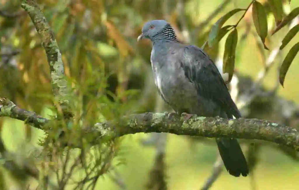灰头林鸽(Columba elphinstonii)