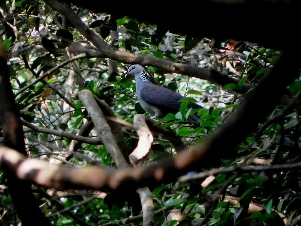 灰头林鸽(Columba elphinstonii)