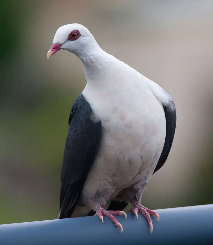 白头鸽(Columba leucomela)