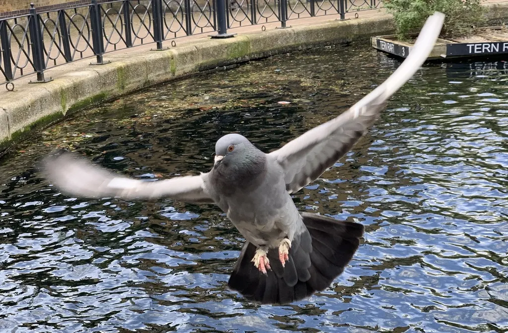 原鸽(Columba livia)