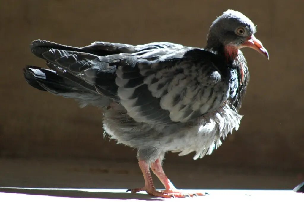 原鸽(Columba livia)