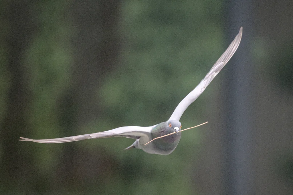 原鸽(Columba livia)