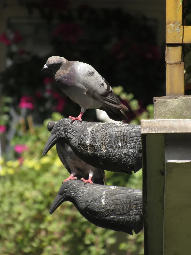 原鸽(Columba livia)