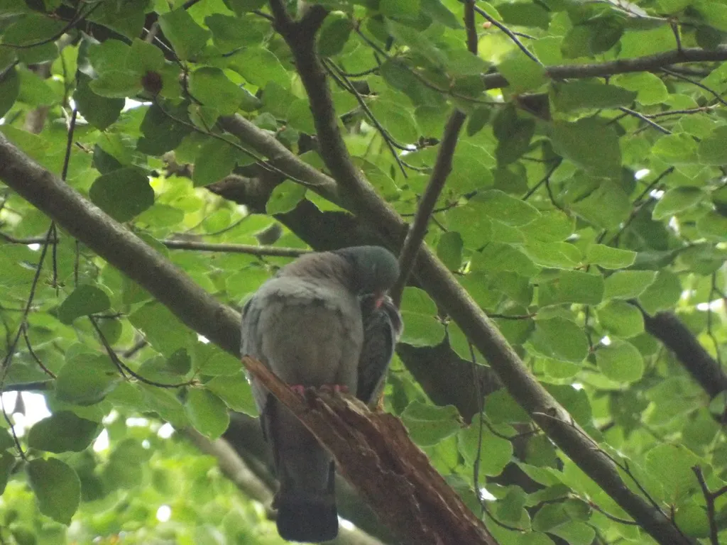 欧鸽(Columba oenas)