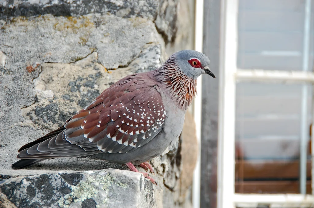 索马里岩鸽(Columba oliviae)