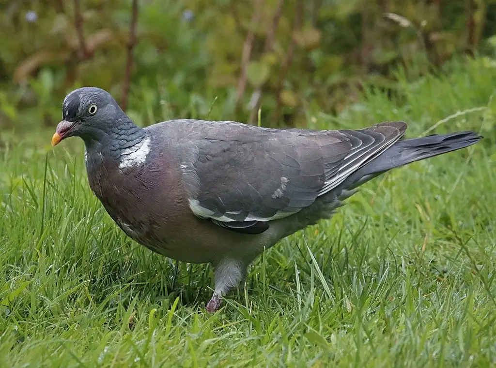 斑尾林鸽(Columba palumbus)