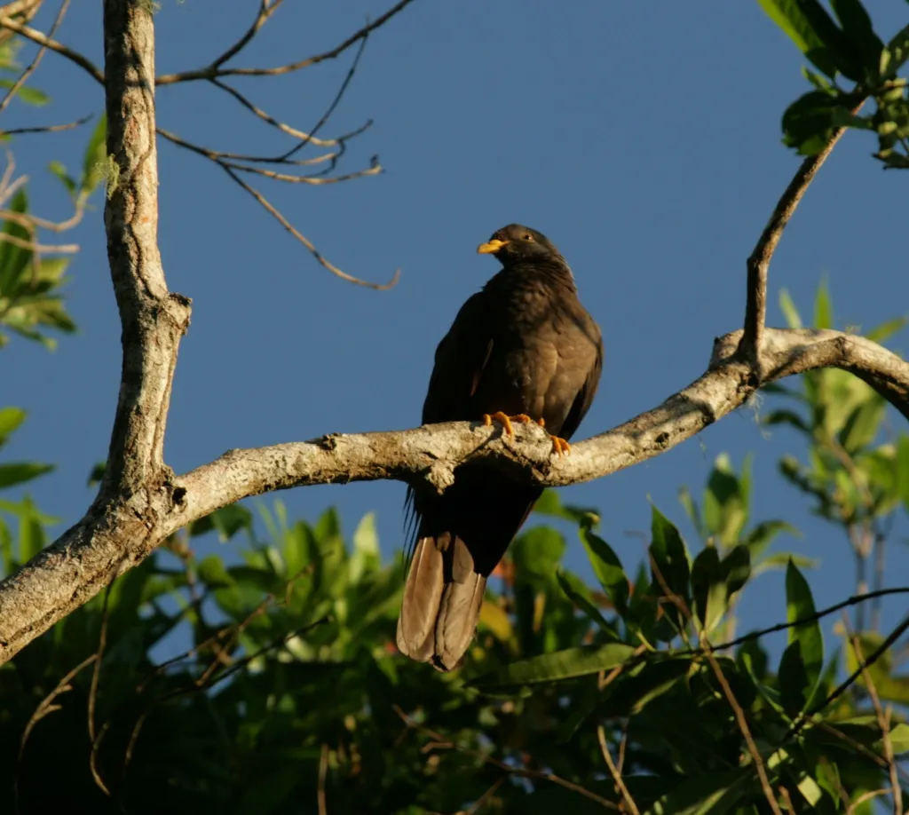 科摩罗林鸽(Columba pollenii)
