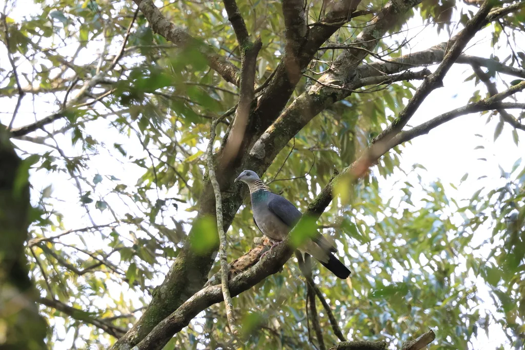 灰林鸽（Columba pulchricollis）