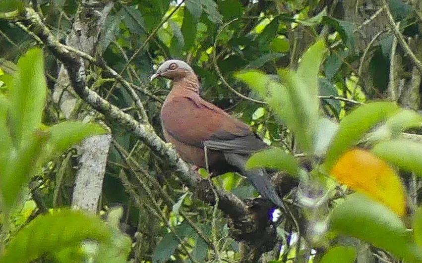 紫林鸽(Columba punicea)