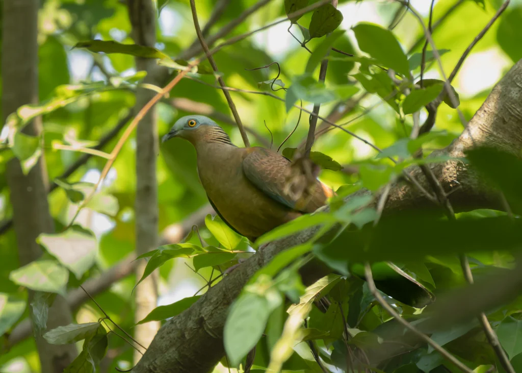 紫林鸽(Columba punicea)