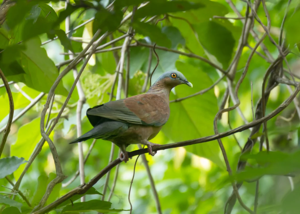 紫林鸽(Columba punicea)