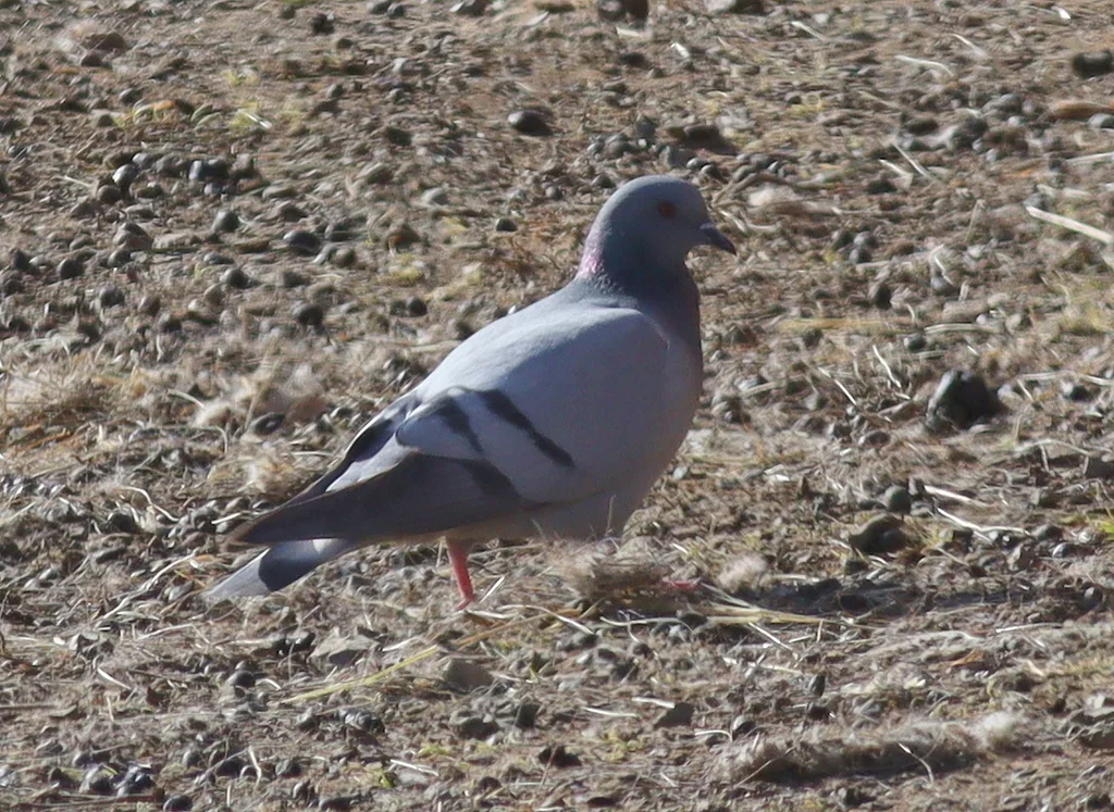 岩鸽（Columba rupestris）