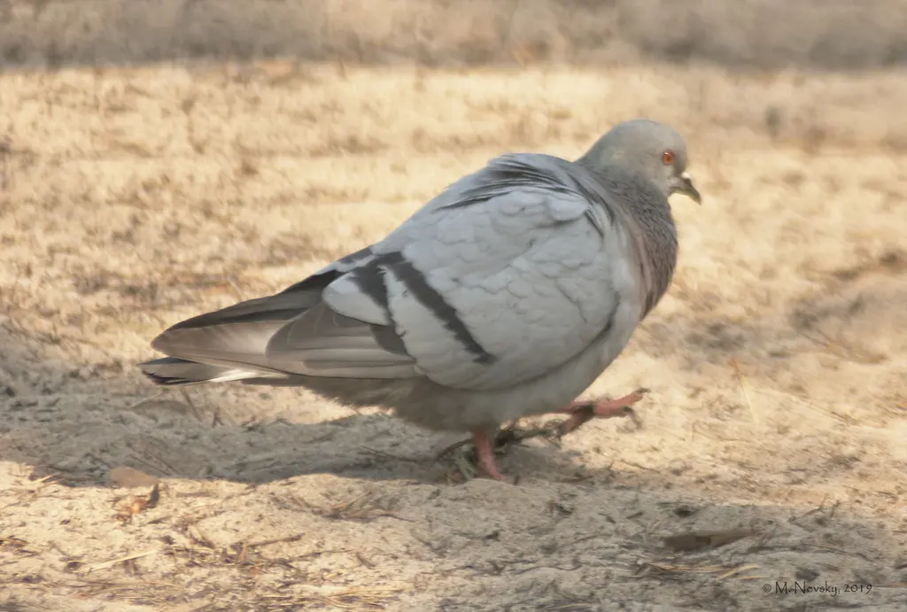 岩鸽（Columba rupestris）