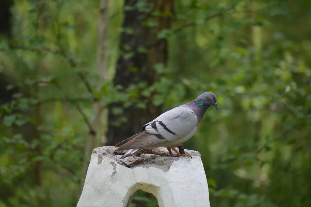 岩鸽（Columba rupestris）