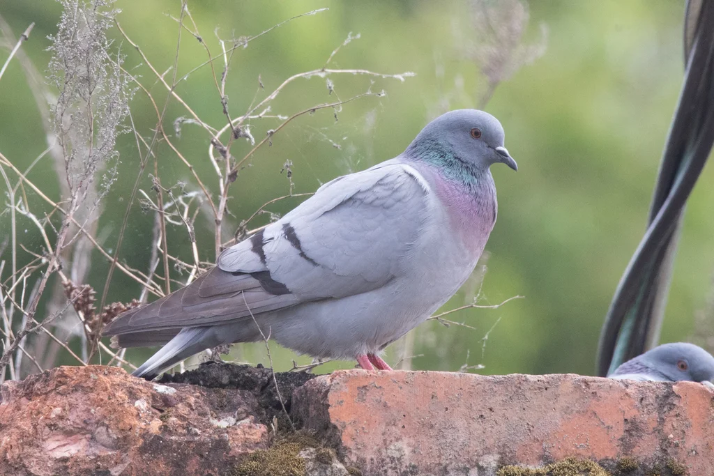 岩鸽（Columba rupestris）