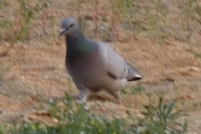 岩鸽（Columba rupestris）