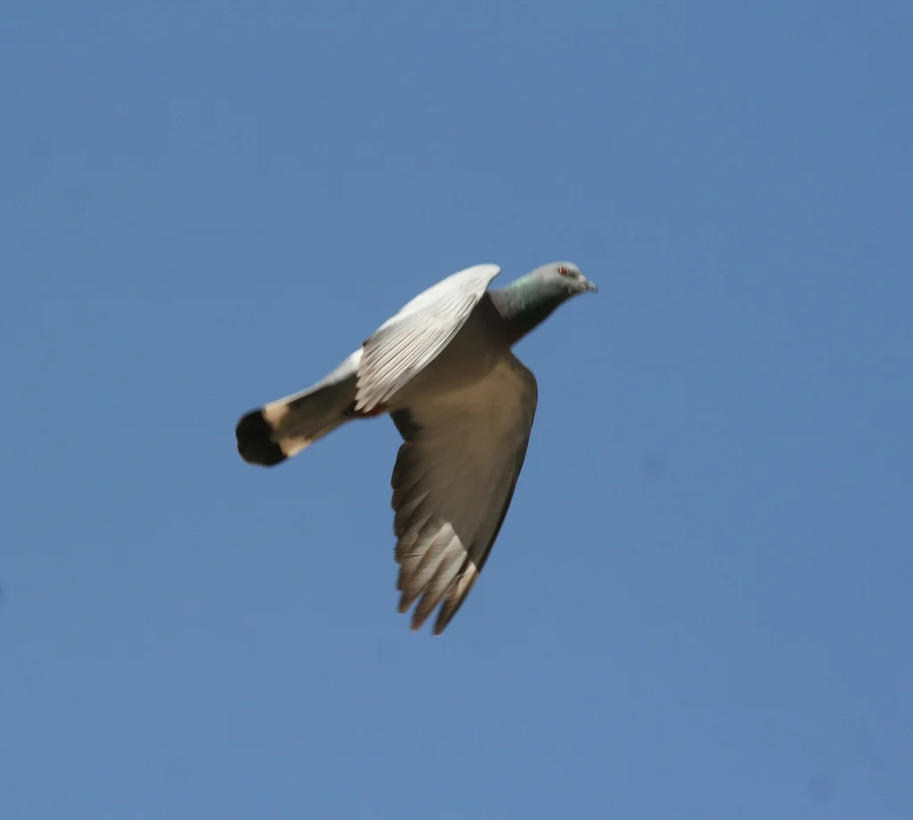 岩鸽(Columba rupestris)