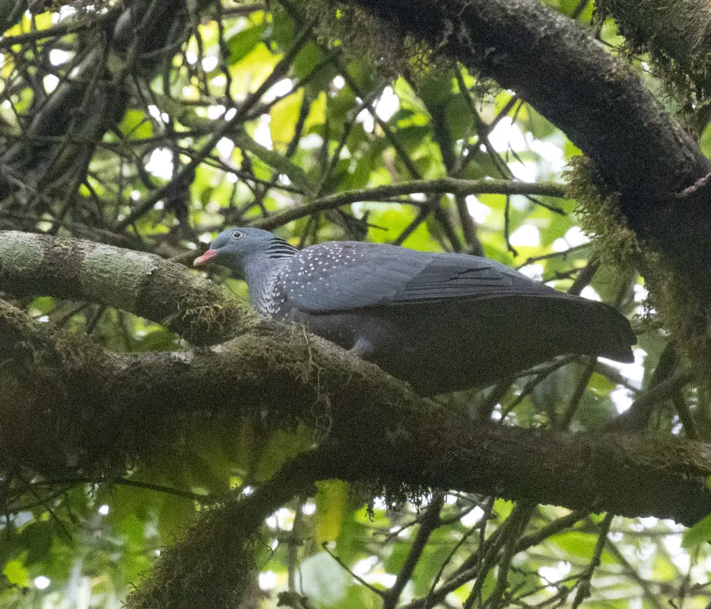 喀麦隆鸽（Columba sjostedti）