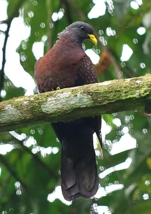 圣多美绿鸽(Columba thomensis)