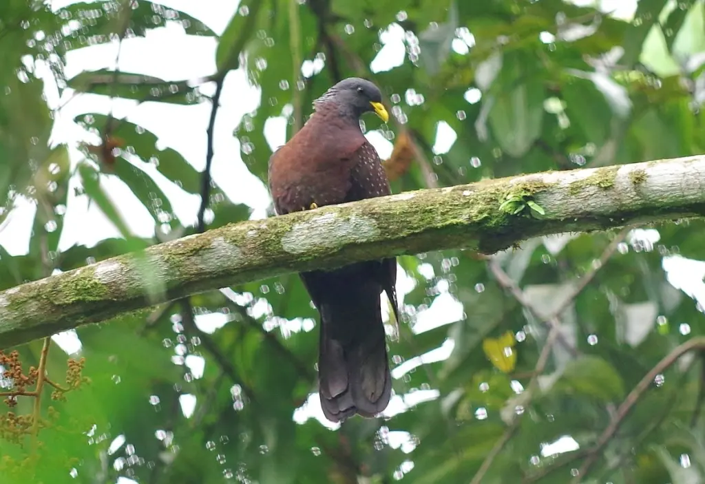 圣多美绿鸽(Columba thomensis)