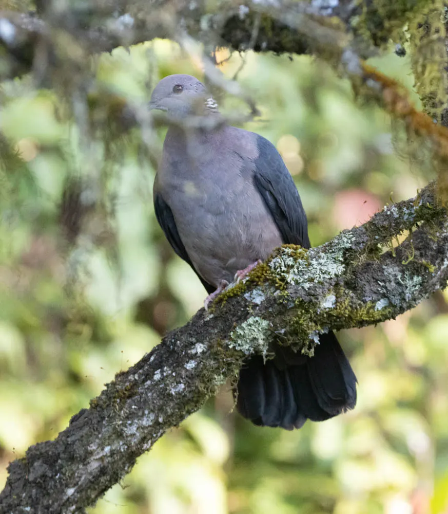 紫头林鸽(Columba torringtoniae)