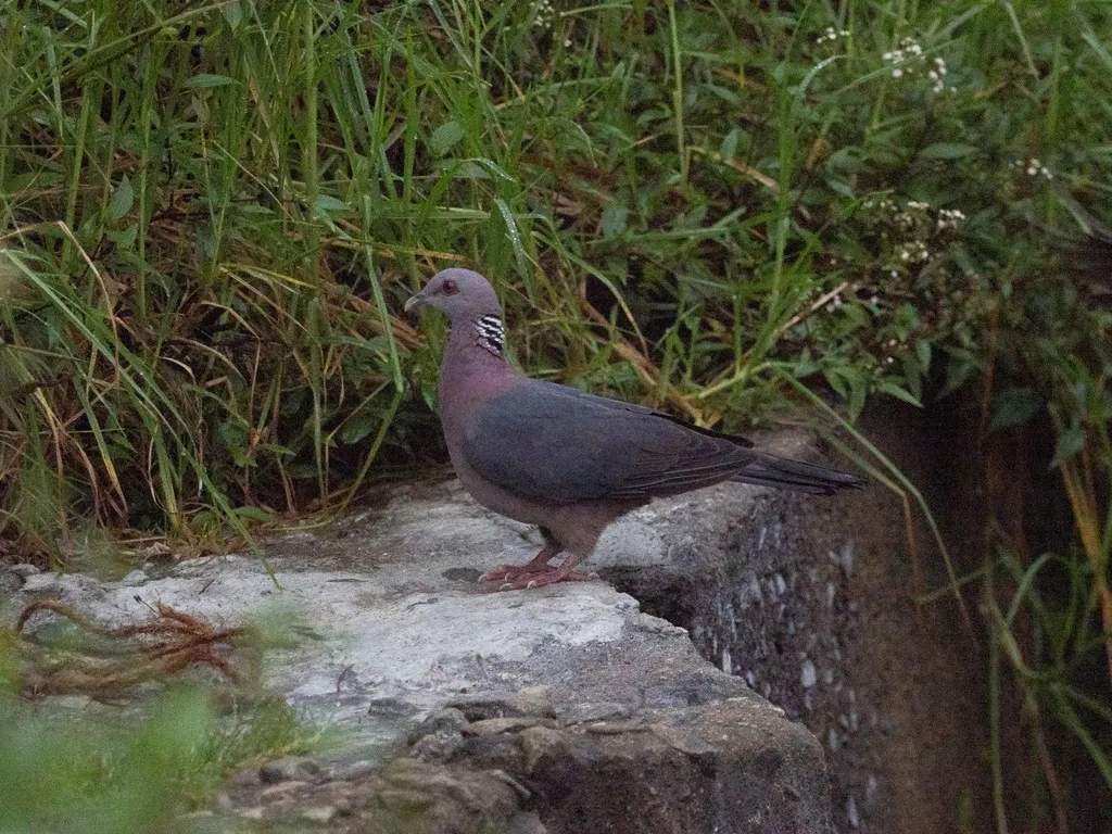 紫头林鸽(Columba torringtoniae)