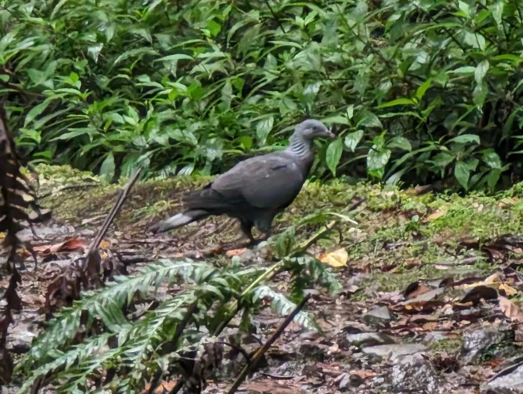 长趾鸽(Columba trocaz)
