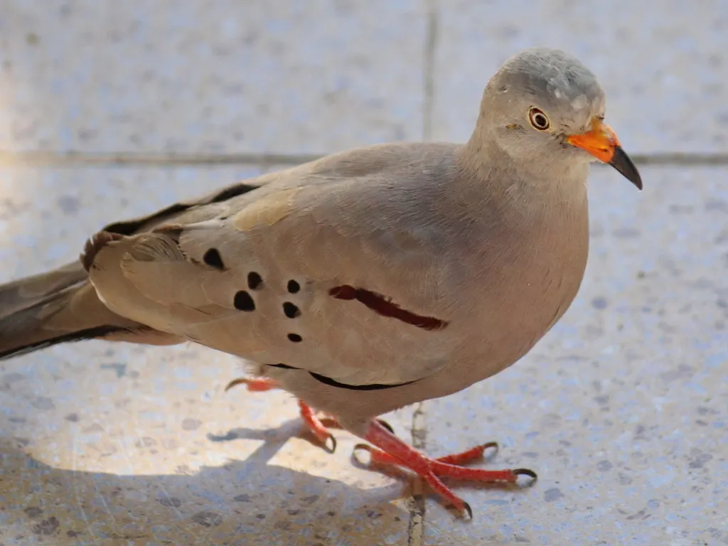 斑嘴地鸠（Columbina cruziana）