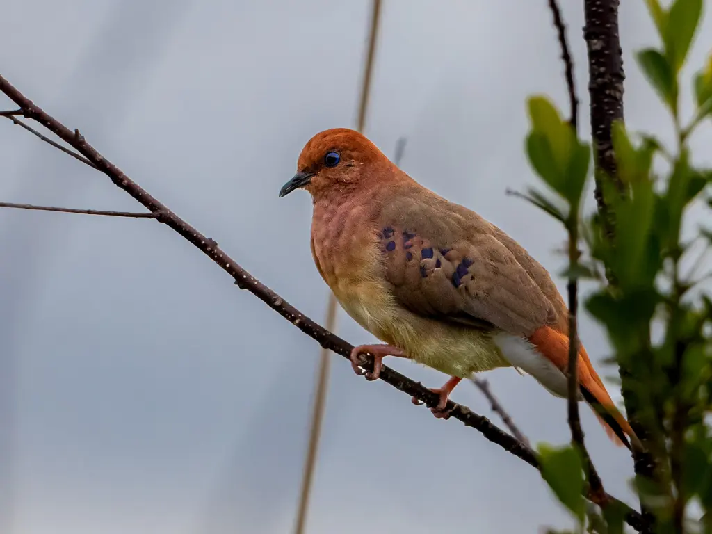 蓝眼地鸠(Columbina cyanopis)