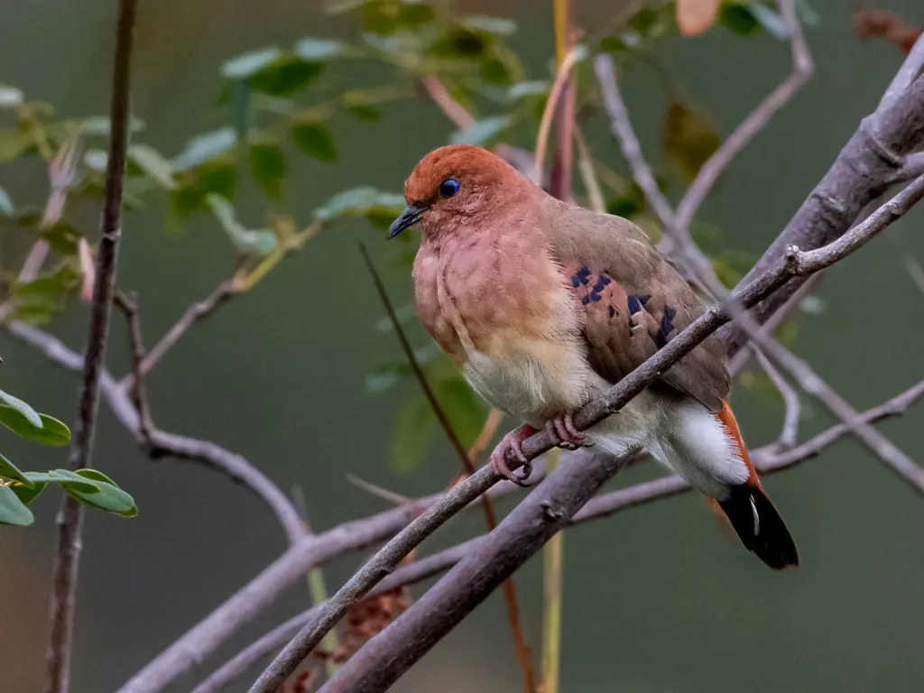 蓝眼地鸠(Columbina cyanopis)