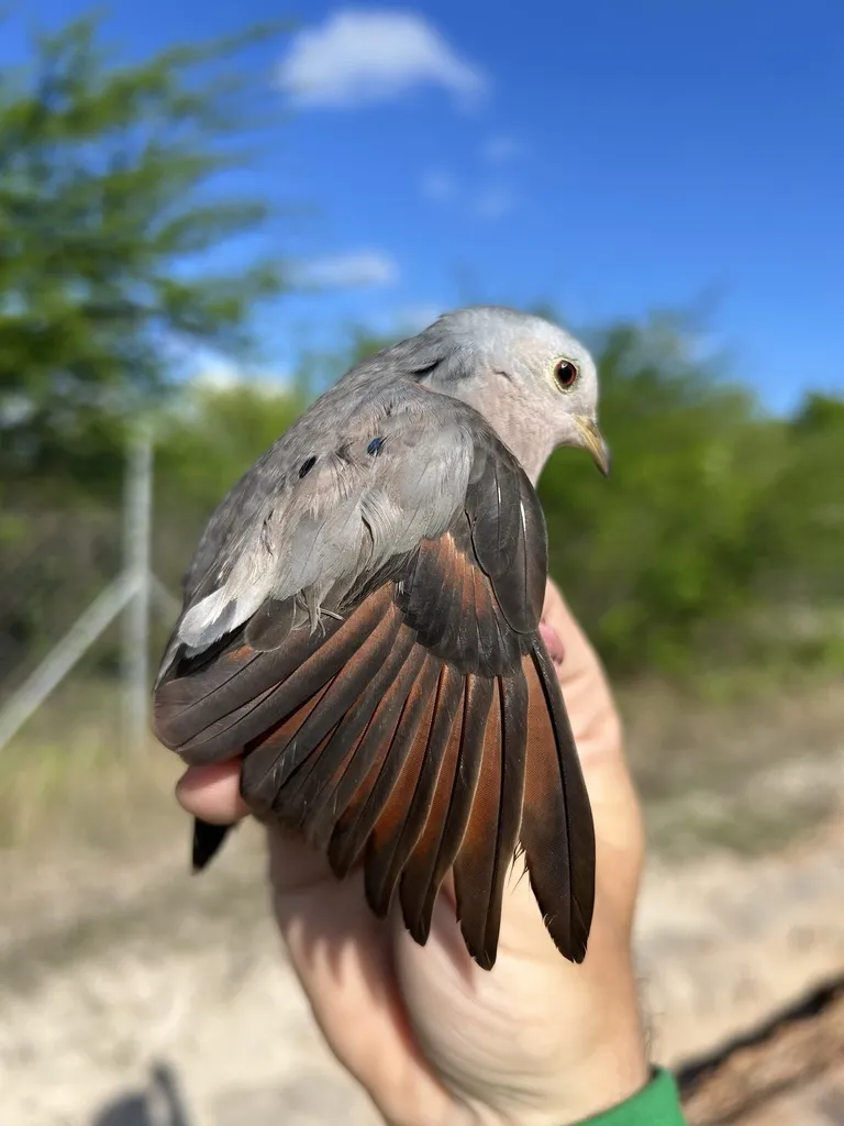纯胸地鸠（Columbina minuta）