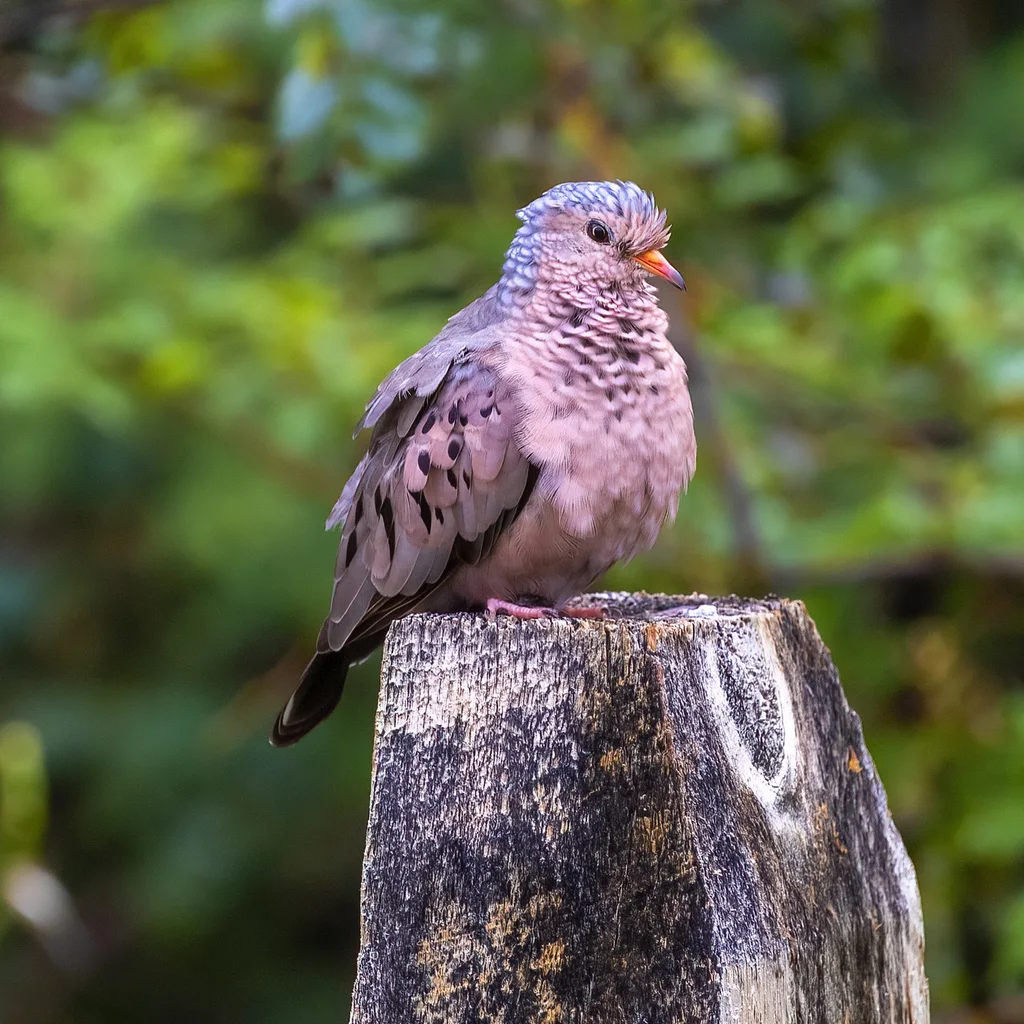 地鸠(Columbina passerina)