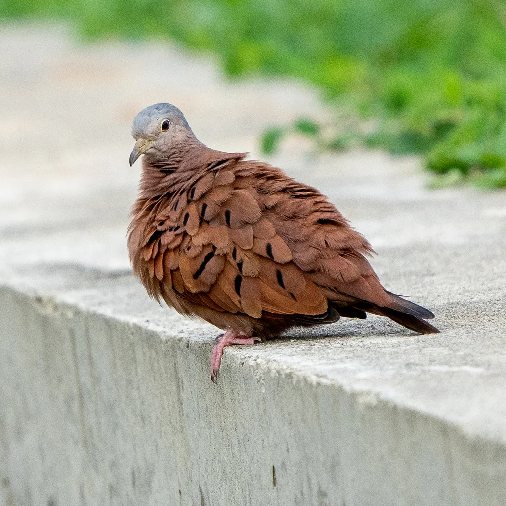 红地鸠(Columbina talpacoti)