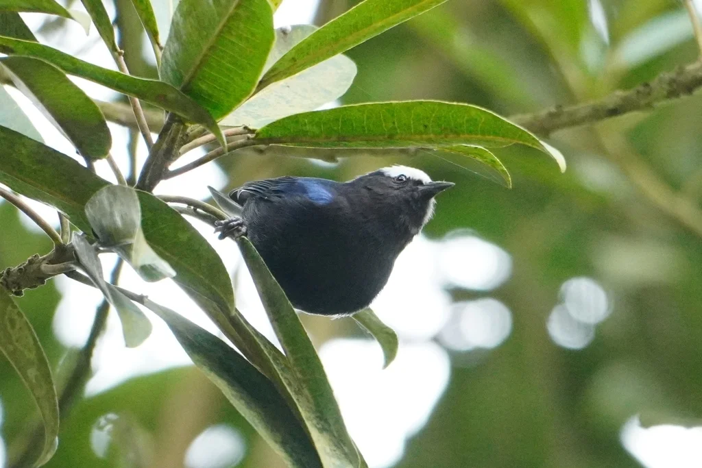 白顶锥嘴雀(Conirostrum albifrons)