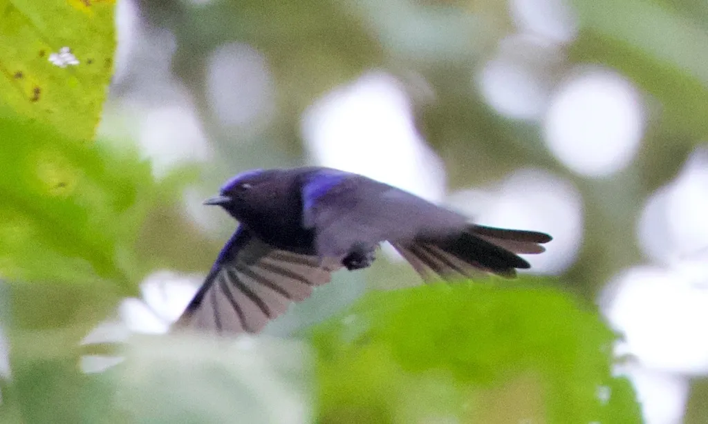 白顶锥嘴雀(Conirostrum albifrons)