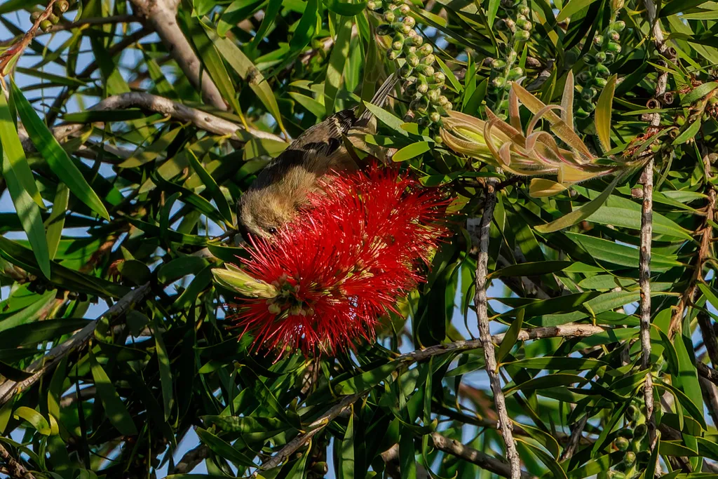 朱红锥嘴雀(Conirostrum cinereum)