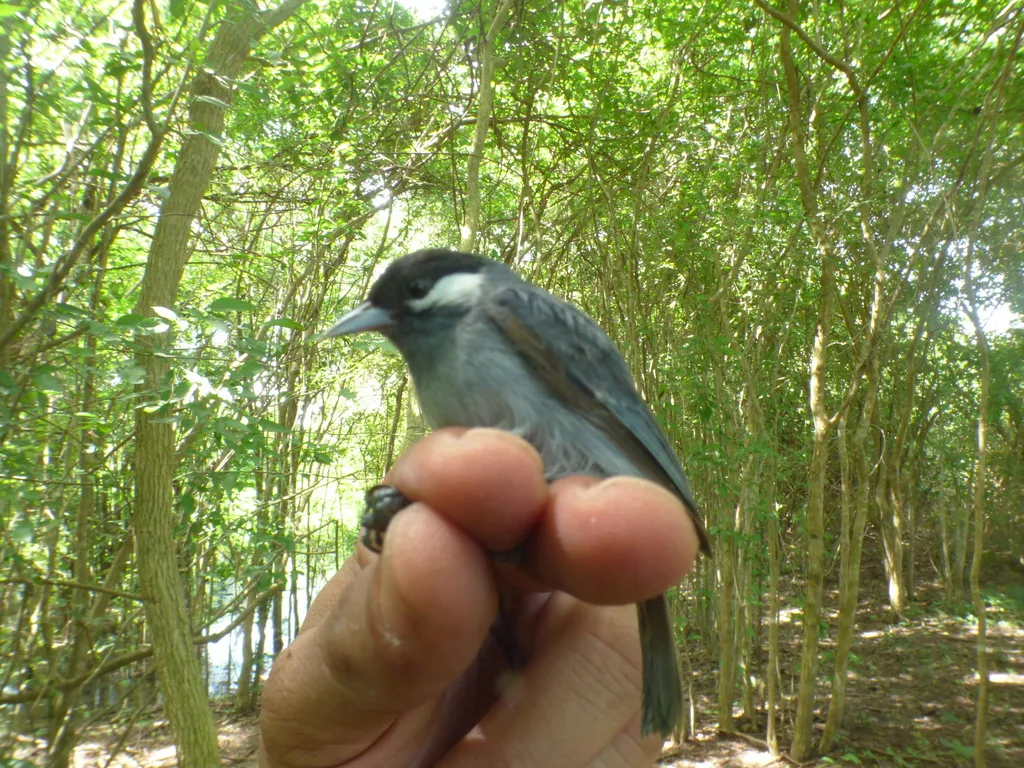 白耳锥嘴雀(Conirostrum leucogenys)