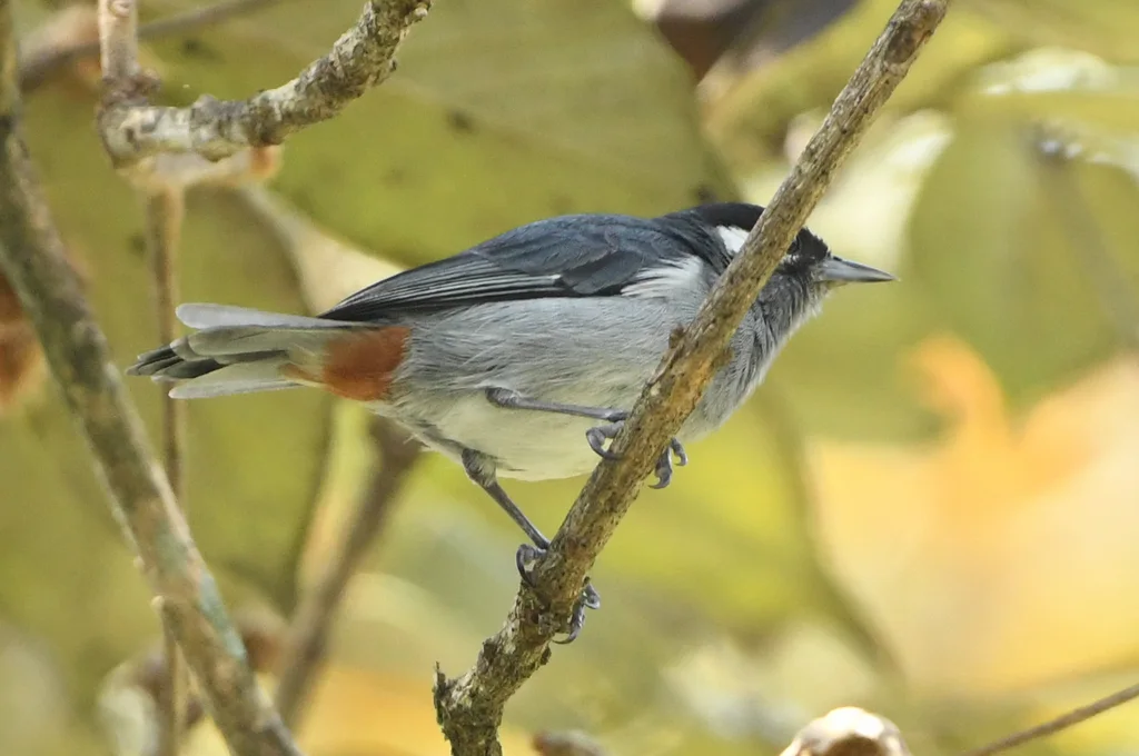 白耳锥嘴雀(Conirostrum leucogenys)