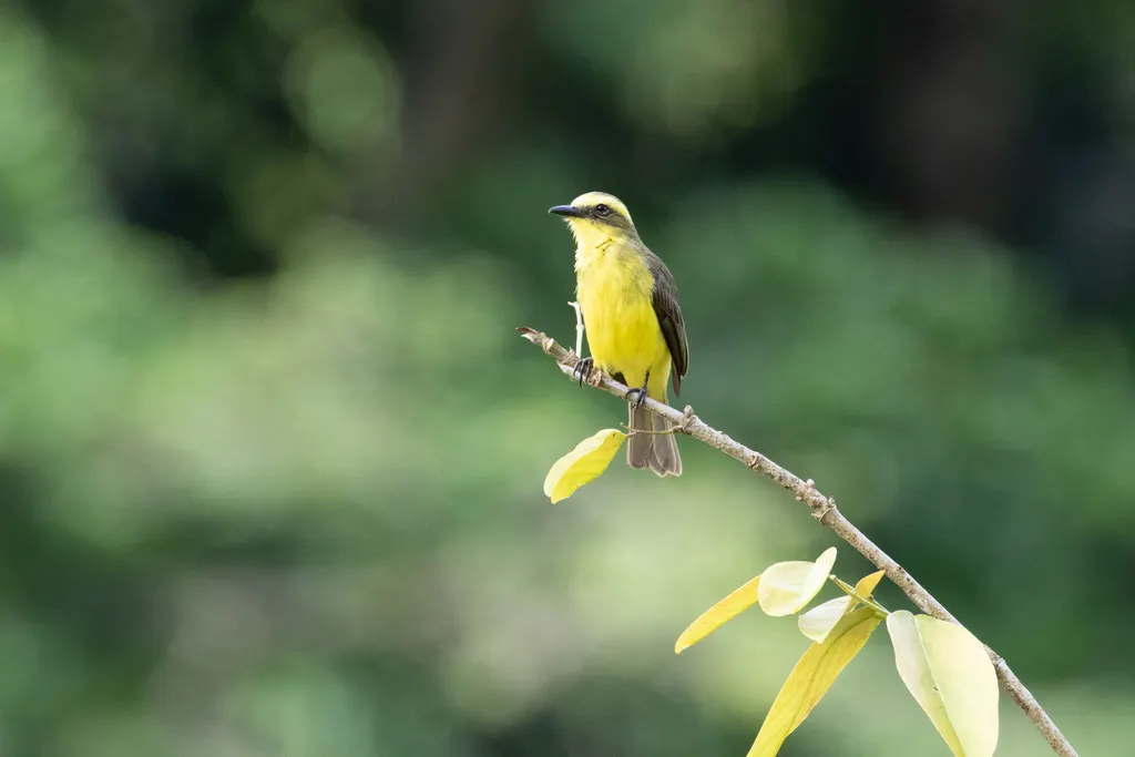 黄眉蚊霸鹟(Conopias cinchoneti)