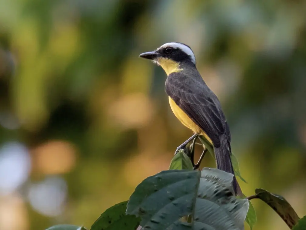 黄喉蚊霸鹟(Conopias parvus)