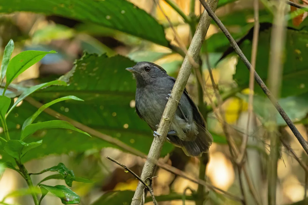 蓝灰食蚊鸟(Conopophaga ardesiaca)