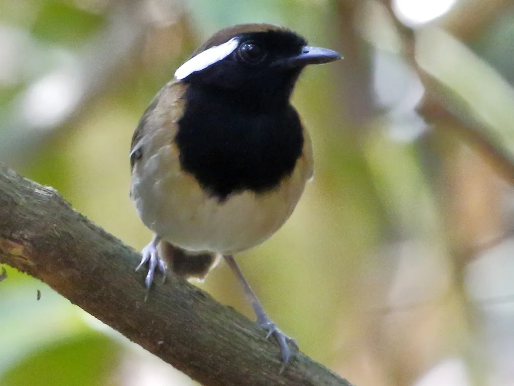 栗带食蚊鸟(Conopophaga aurita)