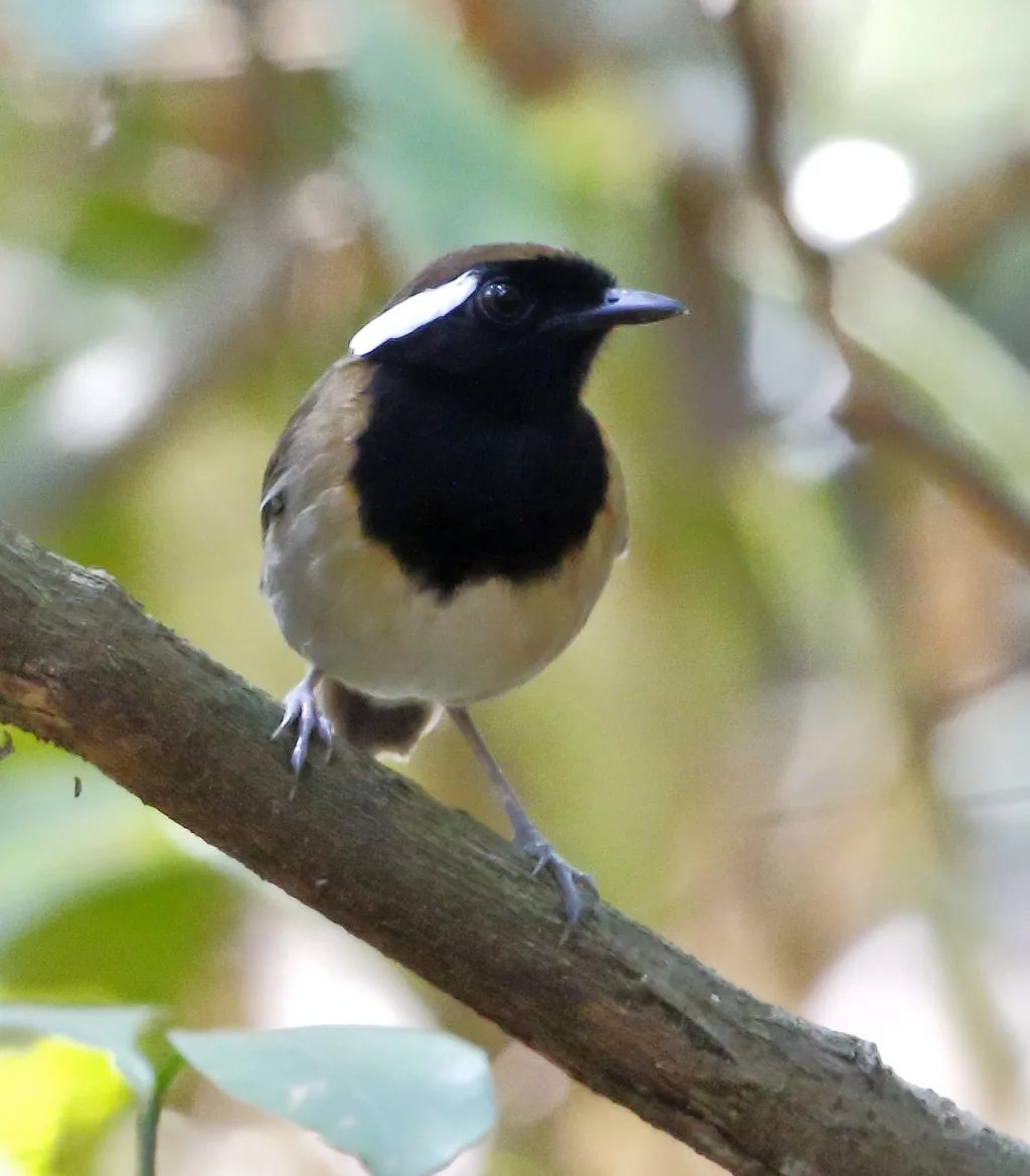 栗带食蚊鸟(Conopophaga aurita)