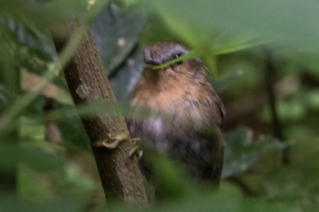 棕食蚊鸟(Conopophaga lineata)