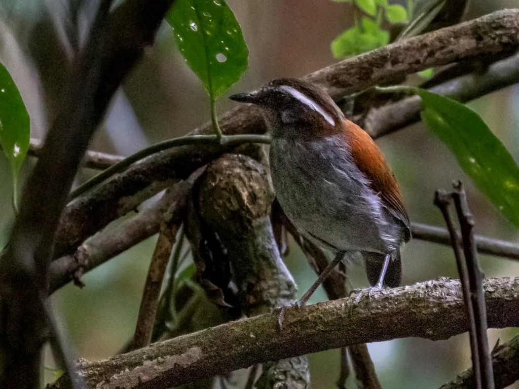 黑腹食蚊鸟(Conopophaga melanogaster)
