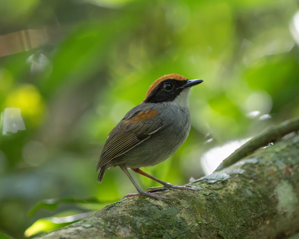 黑颊食蚊鸟(Conopophaga melanops)