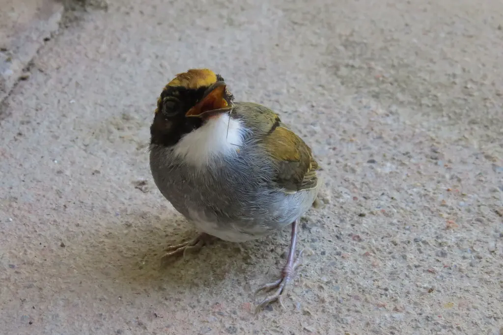 黑颊食蚊鸟(Conopophaga melanops)