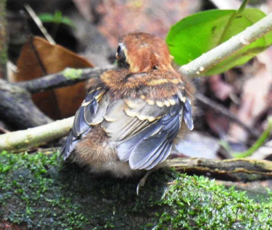 黑颊食蚊鸟(Conopophaga melanops)