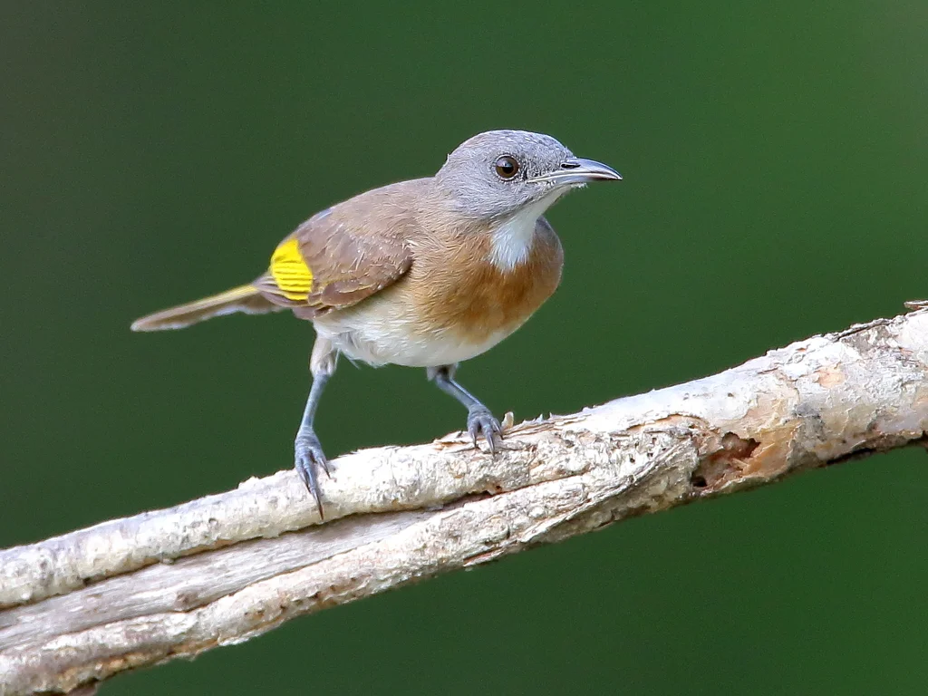 棕斑蚊蜜鸟(Conopophila albogularis)