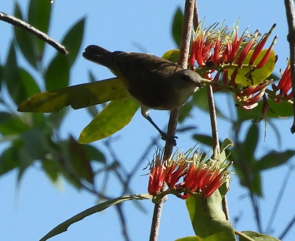棕斑蚊蜜鸟(Conopophila albogularis)